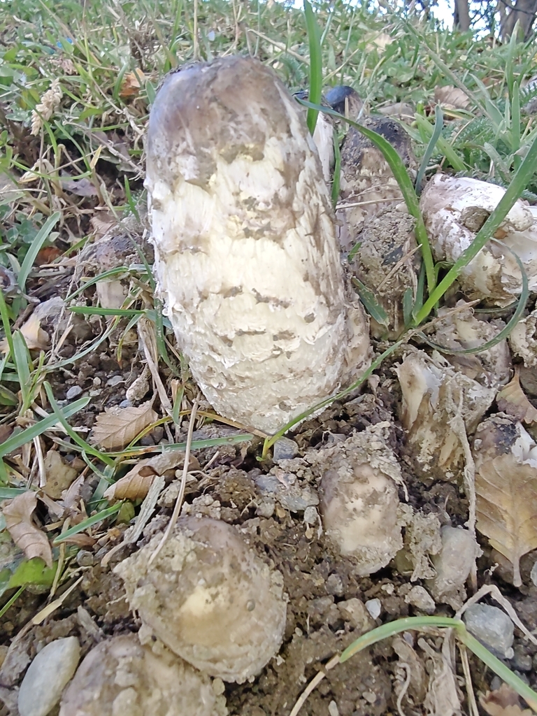 Coprinus comatus · March 2026 · photo: © marreginas (iNaturalist, cc-by)