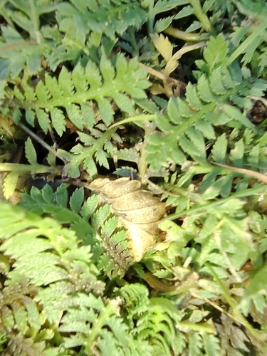 Buttonweed (Leptinella scariosa)