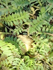 Leptinella scariosa, photograph (c) María Regina Silva, some rights reserved (CC BY)