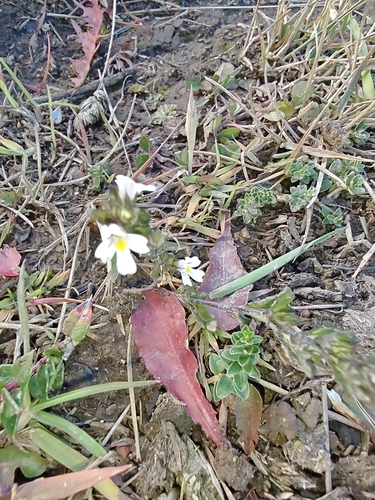 Eyebright (Euphrasia officinalis)