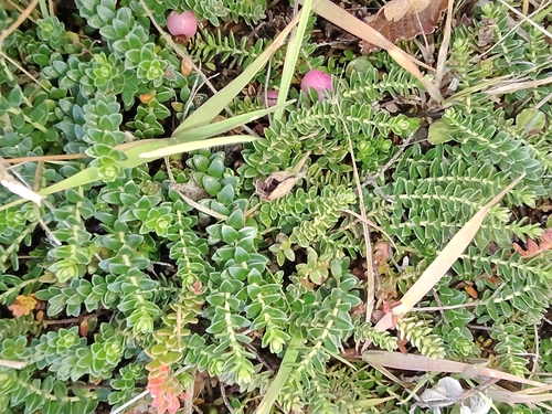 Mountain berry (Gaultheria pumila)