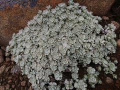 Ewartia catipes