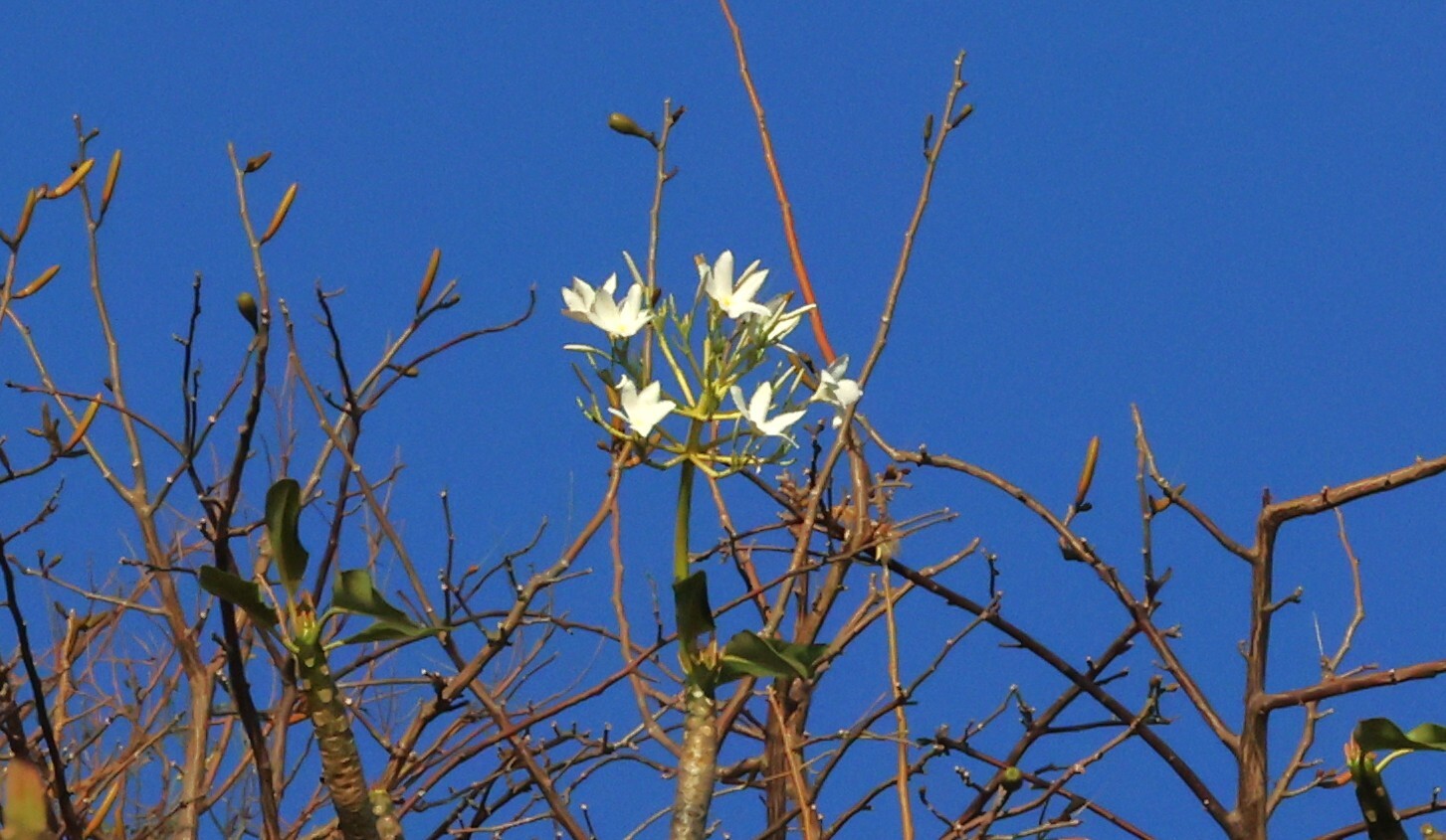 Mexican Plumeria (Plumeria rubra)