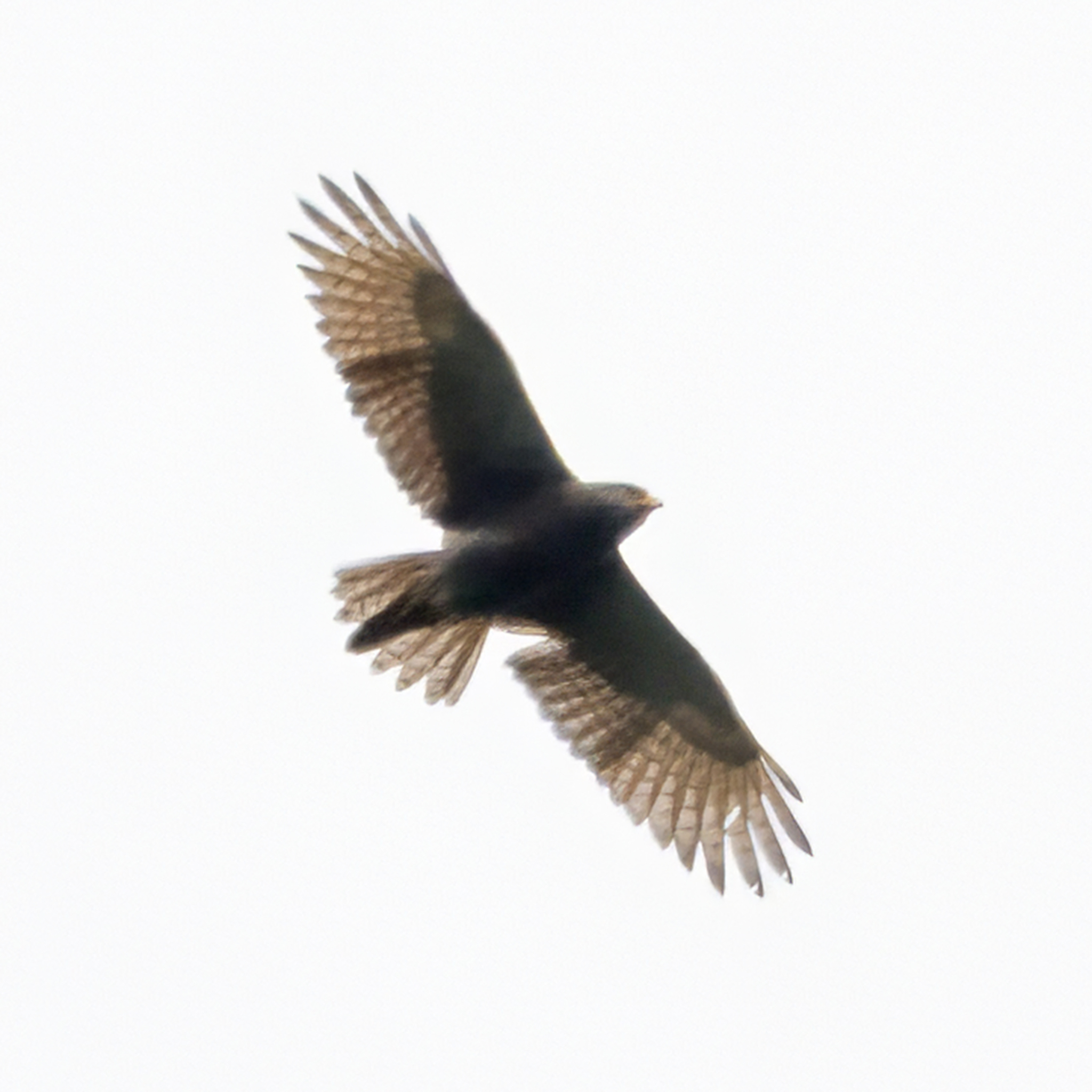 Rufous-winged Buzzard (Butastur liventer), photo 6