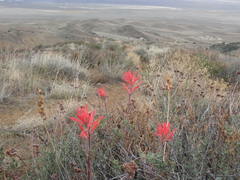 Castilleja subinclusa