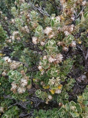Olearia obcordata