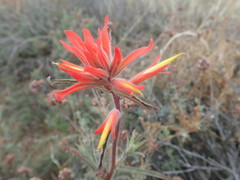 Castilleja subinclusa