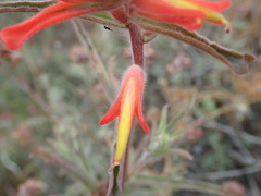 Castilleja subinclusa