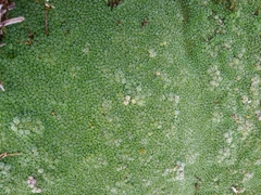 Pterygopappus lawrencei