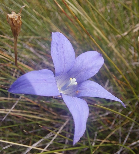 Wahlenbergia ceracea observed 2026-03-21