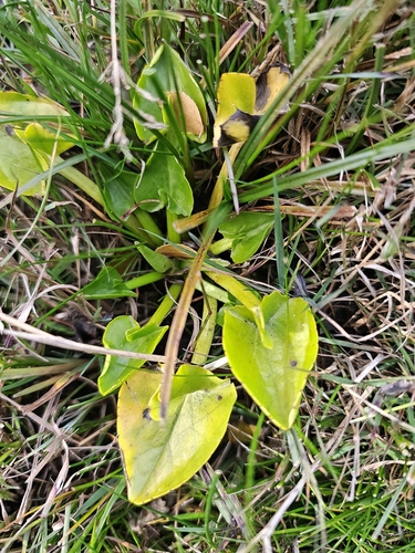 Arrow-leaved Marigold (Caltha sagittata)