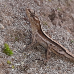 Anolis lemurinus