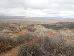 Castilleja subinclusa