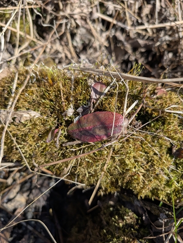 Swamp Saxifrage (Micranthes pensylvanica)