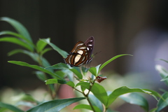 Metamorpha elissa