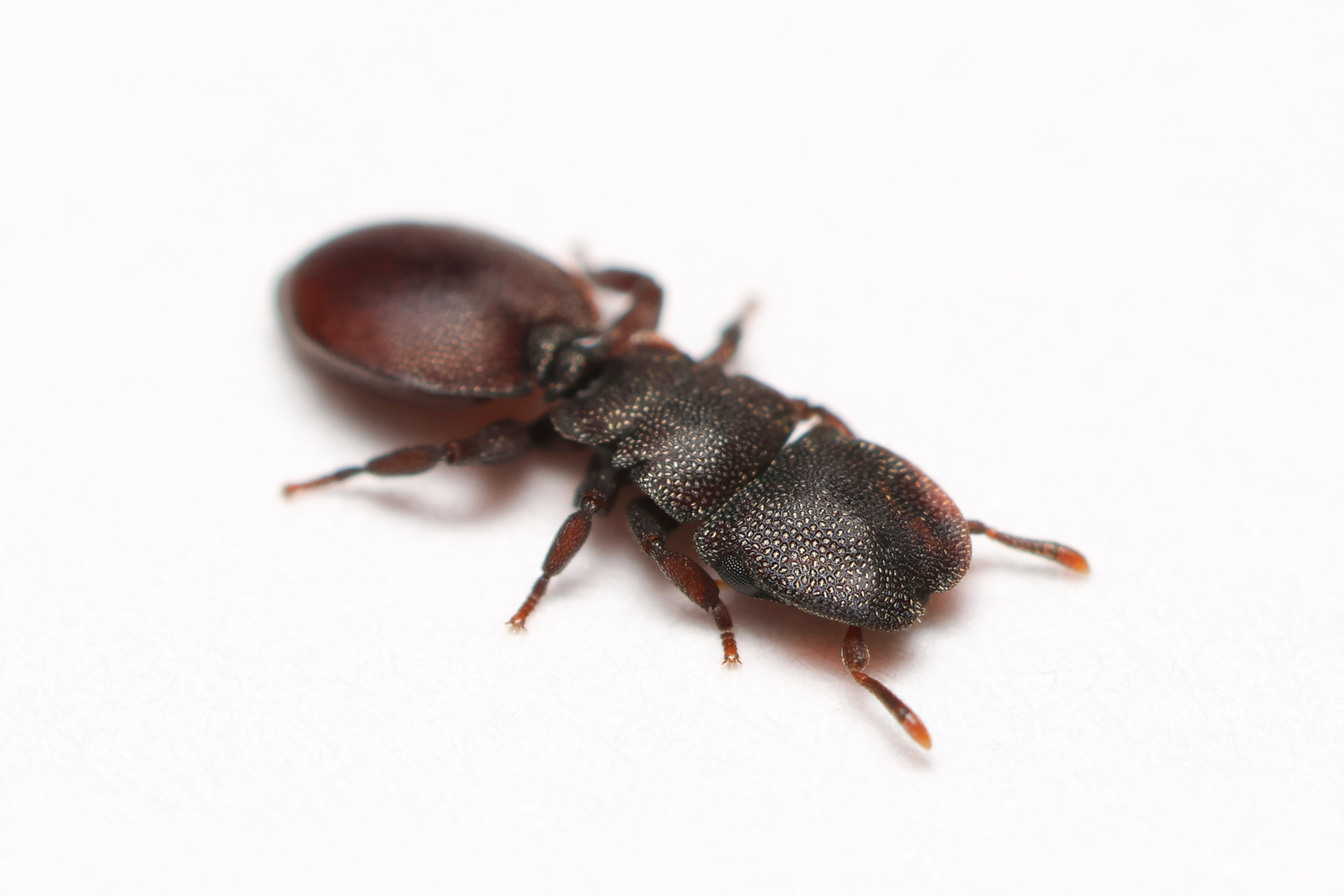 Cephalotes pellans