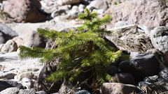 Picea chihuahuana