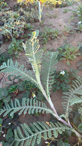 dune tansy (Tanacetum bipinnatum)