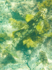 Aplodactylus arctidens