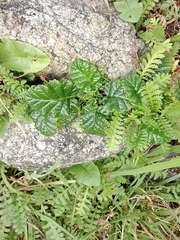 Rubus geoides, photograph (c) María Regina Silva, some rights reserved (CC BY)