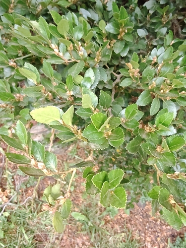 Magellanic beech (Nothofagus betuloides)