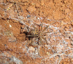 Loxosceles simillima