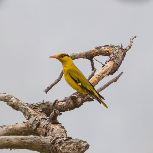 Slender-billed Oriole (Oriolus tenuirostris), photo 7