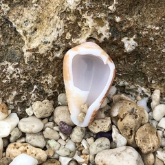 Conus catus