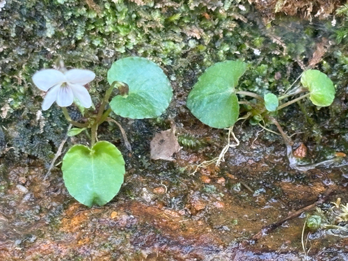 sweet white violet (Viola blanda)