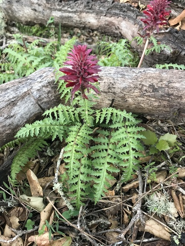 Indian warrior (Pedicularis densiflora)