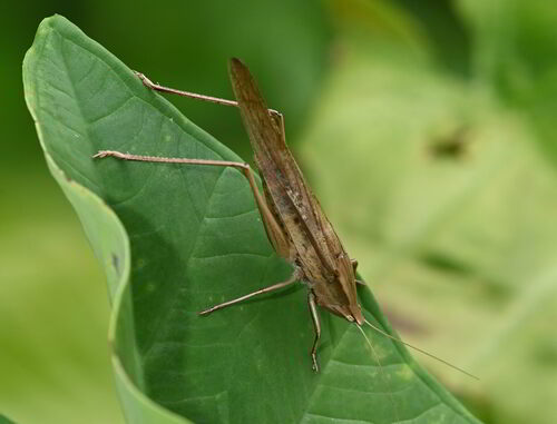 Broad-tipped Conehead