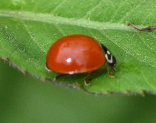 Spotless Lady Beetle