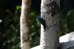 Hypositta corallirostris