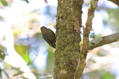 Hypositta corallirostris