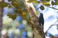 Hypositta corallirostris