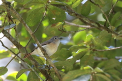 Calicalicus madagascariensis