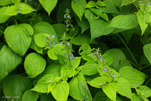 Smallface Yunkasage (Salvia personata)