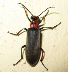 Lydomorphus