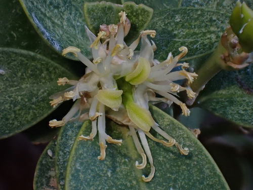 Buxus balearica, photograph 6