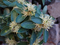 Buxus balearica, photograph (c) Nolan Exe, some rights reserved (CC BY)