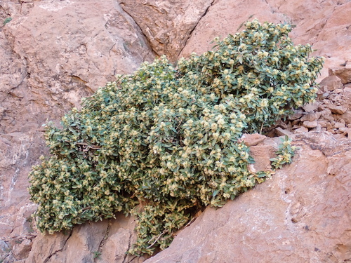 Balearic Boxwood (Buxus balearica)