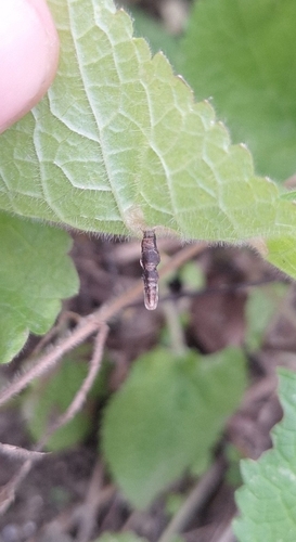 Coleophora ochripennella
