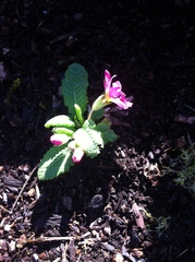 Primula vulgaris rubra