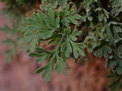 Rupicapnos africana, photograph (c) Nolan Exe, some rights reserved (CC BY)