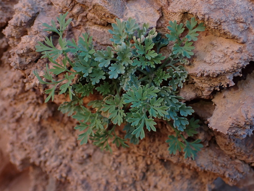 Rupicapnos africana