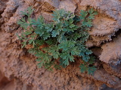Rupicapnos africana