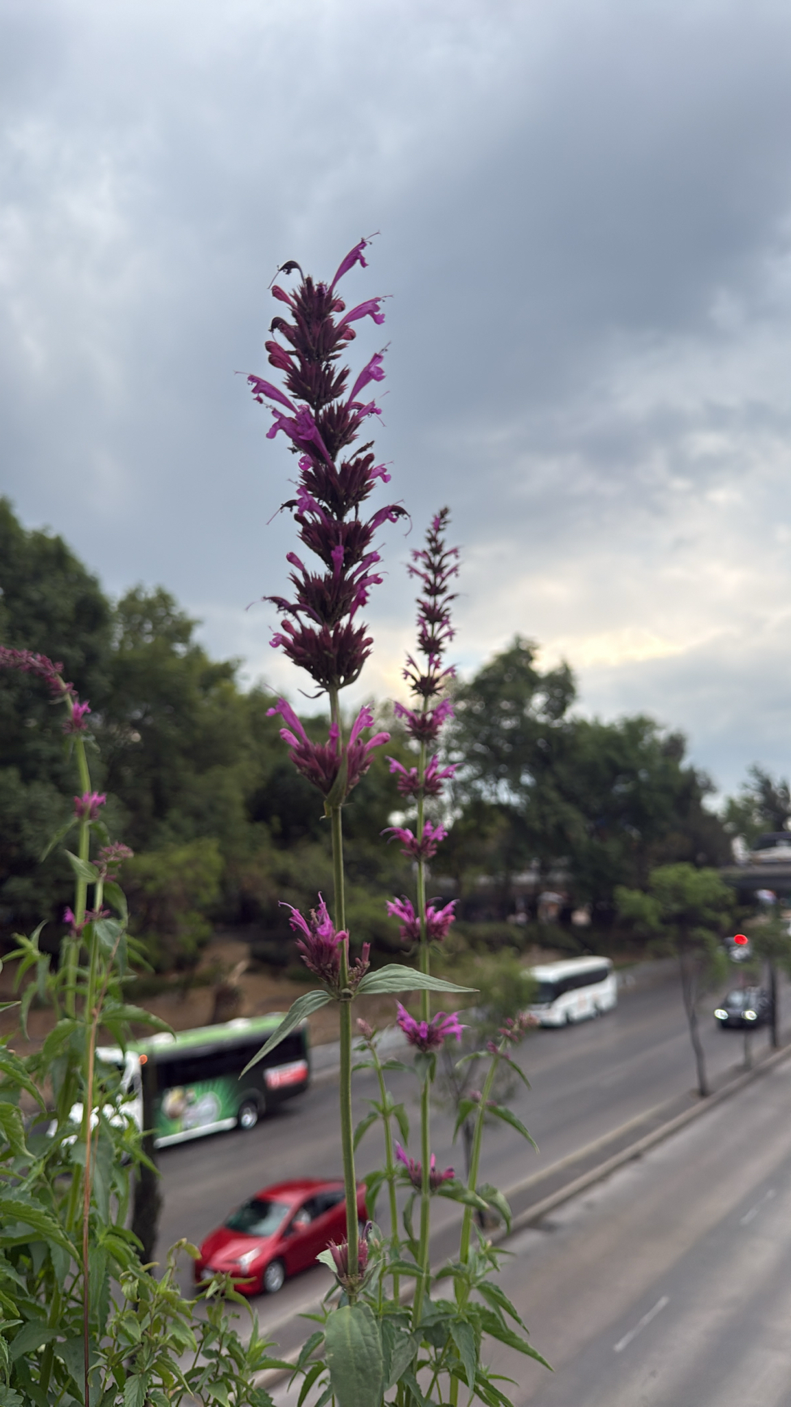 Agastache Mexicana (Agastache mexicana)