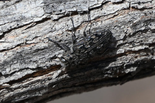 Chrysobothris exesa