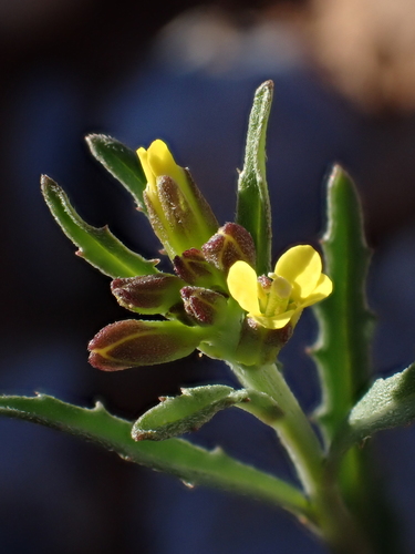 Hoary Treacle-mustard (Erysimum incanum)