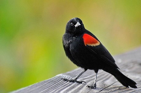 Hinterland Who's Who - Red-winged blackbird